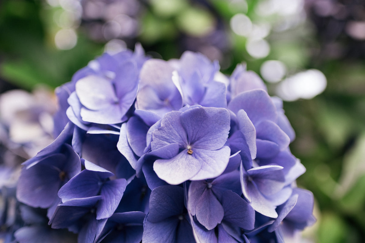 Designer choice bouquet (Small $55, Medium $75, Large $95 Extravagant $115 CAD)